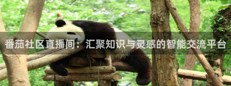 山猫体育足球直播免费观看：番茄社区直播间：汇聚知识与灵感的智能交流平台